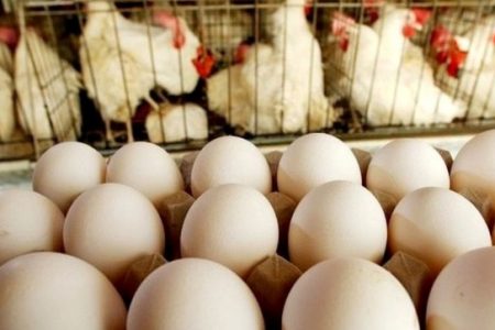 دولت آینده خود را آماده گرانی تخم مرغ کند