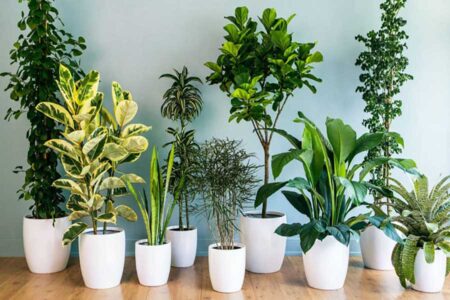 خطر جدی برخی گیاهان آپارتمانی برای کودکان